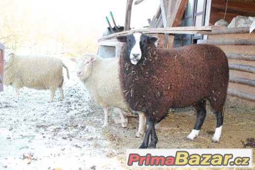 čistokrevný beran Zwartbles – fotografie 2