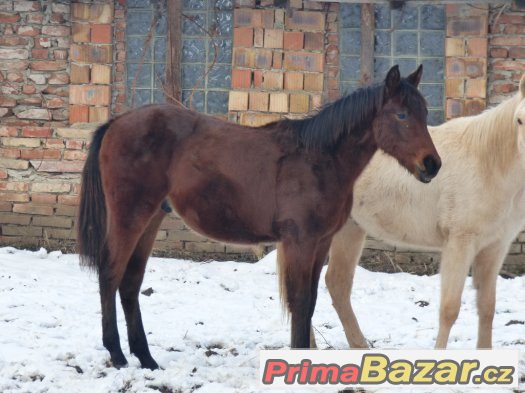 roček s hezkým pohybem – fotografie 2