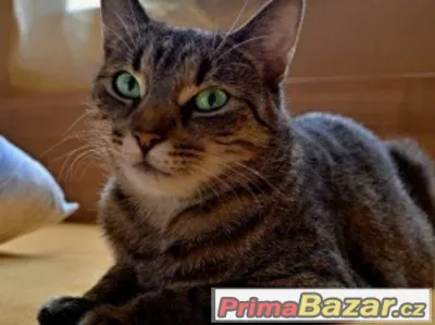 Zachráněná kočička Sia hledá milující domov