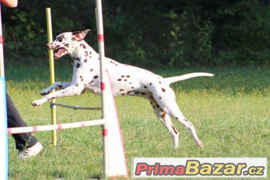 Dalmatin - štěňata s PP – fotografie 5
