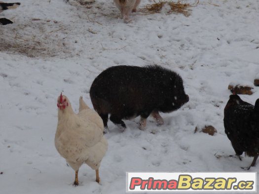 poslední možnost  pouze do 27.1.2016 miniprasátka – fotografie 3