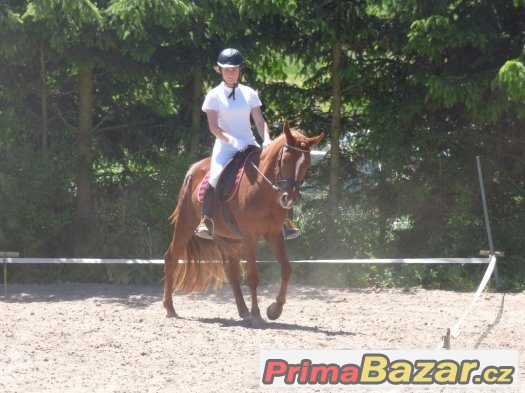 mladá perspektivní klisna pony – fotografie 2