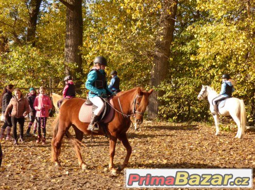 mladá perspektivní klisna pony – fotografie 4
