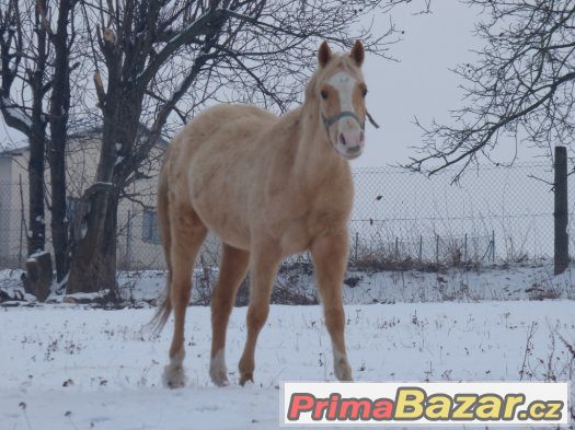 blonďatý úžasńák -WPBr – fotografie 1