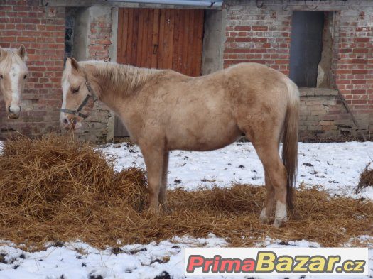 blonďatý úžasńák -WPBr – fotografie 3