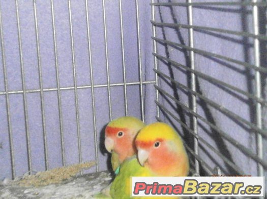 agapornis – fotografie 1