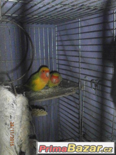 agapornis – fotografie 3
