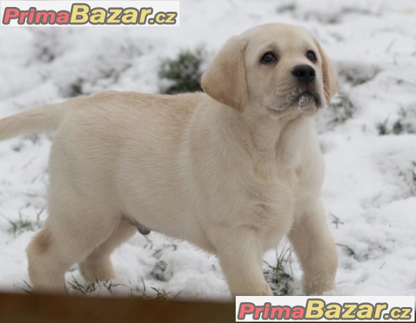 LABRADOR RETRIEVER – nádherný pejsek unikátní americko-finsko-ruské linie – fotografie 1