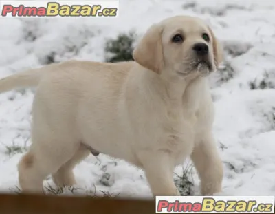 LABRADOR RETRIEVER – nádherný pejsek unikátní americko-finsko-ruské linie