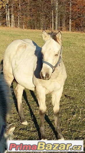 luxusní roční paint horse – fotografie 1