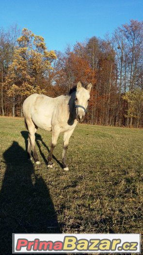 luxusní roční paint horse – fotografie 3