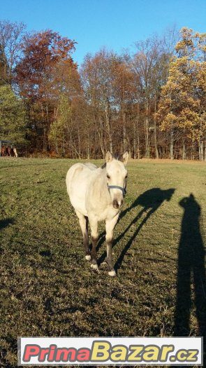 luxusní roční paint horse – fotografie 4
