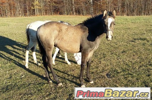 luxusní roční paint horse – fotografie 1