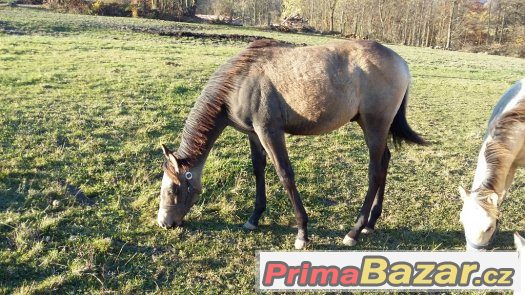 luxusní roční paint horse – fotografie 2