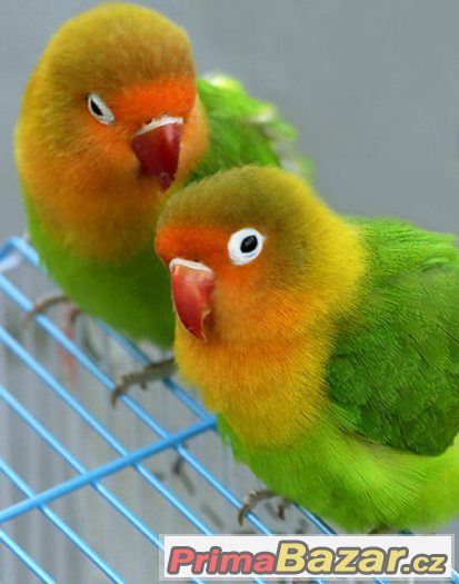 Prodam  agapornis fiseri – fotografie 1