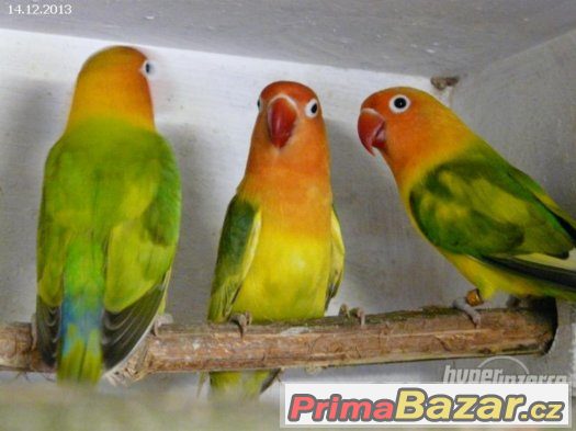 Prodam  agapornis fiseri – fotografie 2