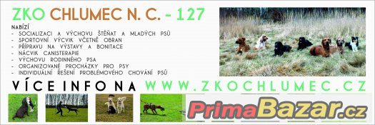 Hledáme výcvikáře -obedience,agility. – fotografie 1