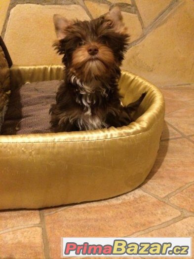 Yorkshire terrier čoko pejsek – fotografie 1