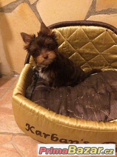 Yorkshire terrier čoko pejsek – fotografie 2