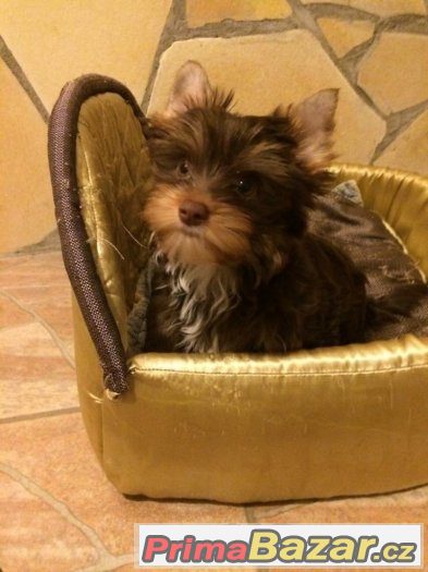 Yorkshire terrier čoko pejsek – fotografie 3