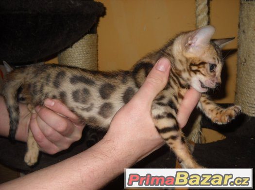 Bengalske kotatka s pp – fotografie 3