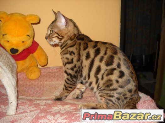 Bengalsky kocourek s pp – fotografie 1