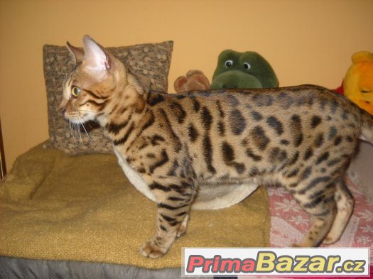 Bengalsky kocourek s pp – fotografie 2