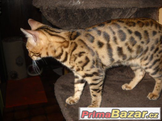 Bengalsky kocourek s pp – fotografie 4