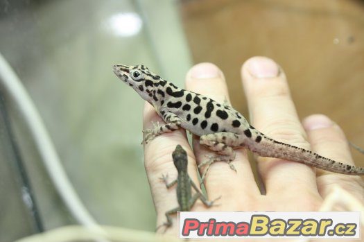 Anolis,teratolepis, suchozemská želva Ostrava – fotografie 2
