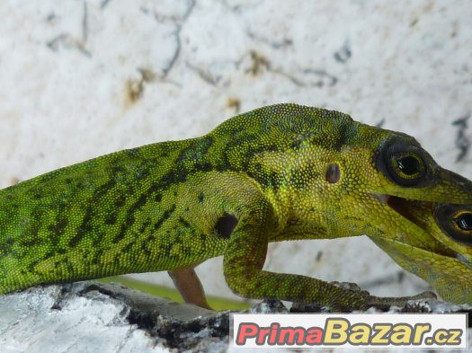 Anolis,teratolepis, suchozemská želva Ostrava – fotografie 5