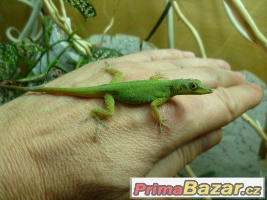 Anolis,teratolepis,suchozemská želva Ostrava – fotografie 2