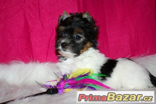 biewer a biro yorkshire terrier s PP – fotografie 2