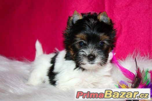 biewer a biro yorkshire terrier s PP – fotografie 3