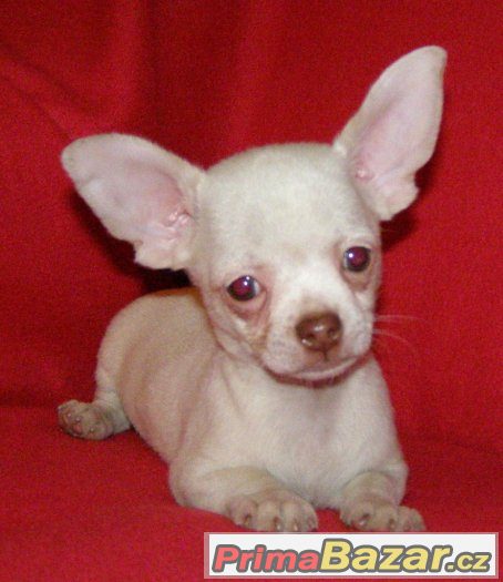 Čivava, krásná štěňátka s PP. – fotografie 5