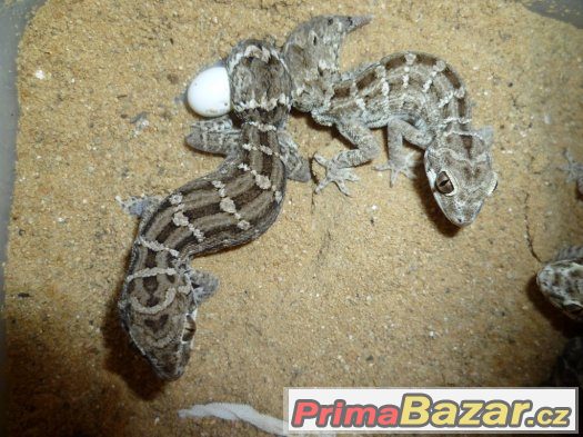 hemidactylus imbricatus (teratolepis)  Ostrava – fotografie 1
