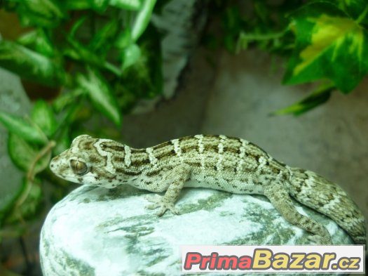 hemidactylus imbricatus (teratolepis)  Ostrava – fotografie 2