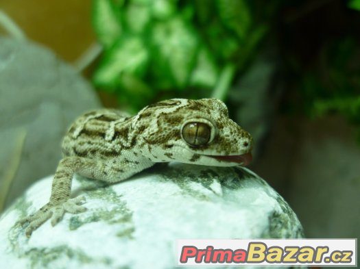 hemidactylus imbricatus (teratolepis)  Ostrava – fotografie 3
