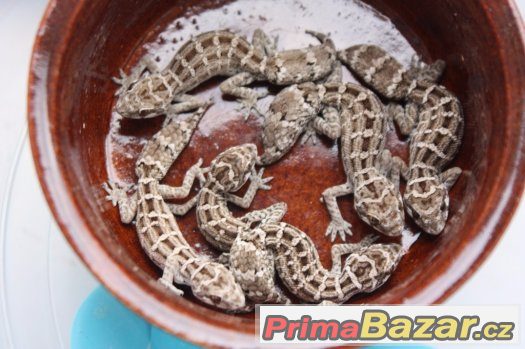 hemidactylus imbricatus (teratolepis)  Ostrava – fotografie 4