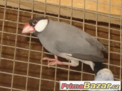 Rýžovník šedý