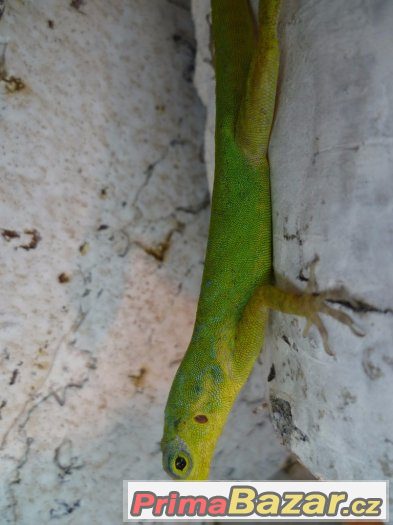Anolis, teratolepis, suchozemské želvy Ostrava – fotografie 1