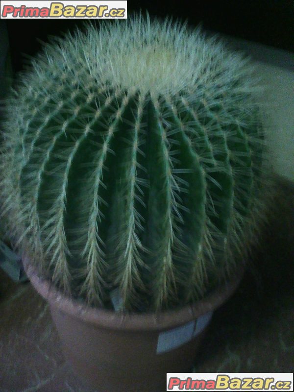 Echinocactus gruzonii – fotografie 1