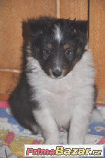 Šeltie -sheltie  s PP- zadám trikolorního pejska – fotografie 1