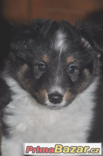 Šeltie -sheltie  s PP- zadám trikolorního pejska – fotografie 2