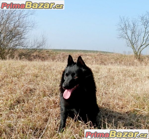 Šiperka štěnata – fotografie 1