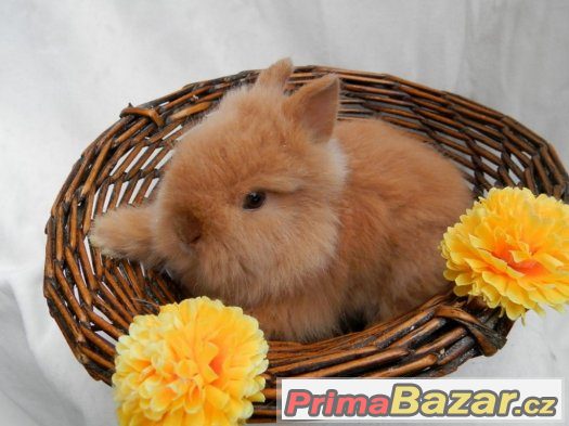 Teddy králíček, králík, beránek i krátkooušci – fotografie 3