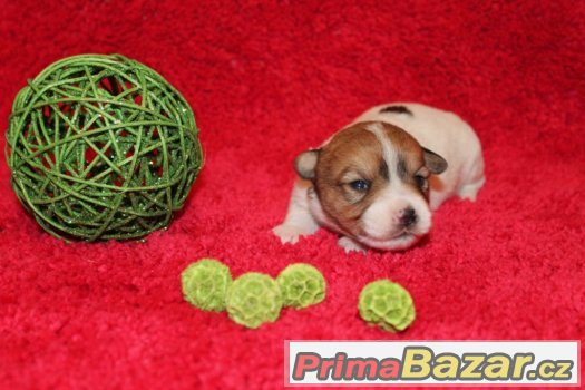 Jack Russell terier štěňátka s PP – fotografie 1