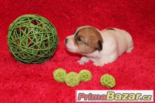 Jack Russell terier štěňátka s PP – fotografie 2