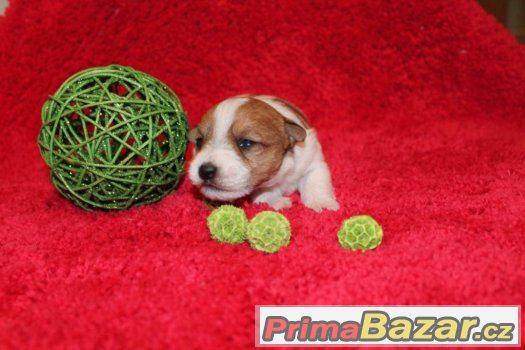 Jack Russell terier štěňátka s PP – fotografie 3