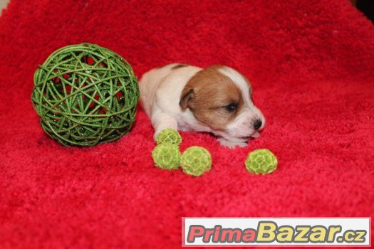 Jack Russell terier štěňátka s PP – fotografie 4