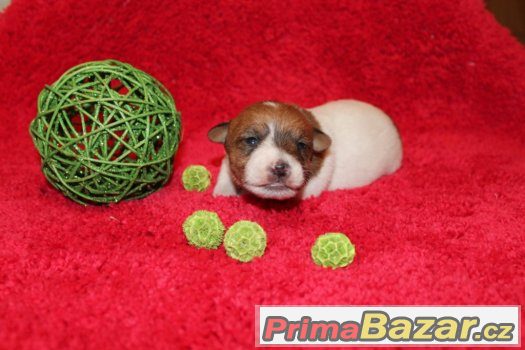 Jack Russell terier štěňátka s PP – fotografie 5